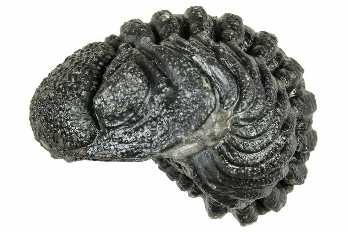 Wide, Enrolled Morocops Trilobite - Morocco #323531